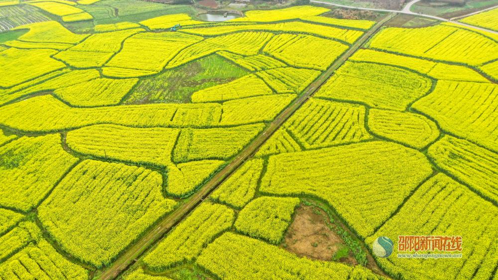 邵阳拍客丨云邵阳VR全景带你“云赏花”