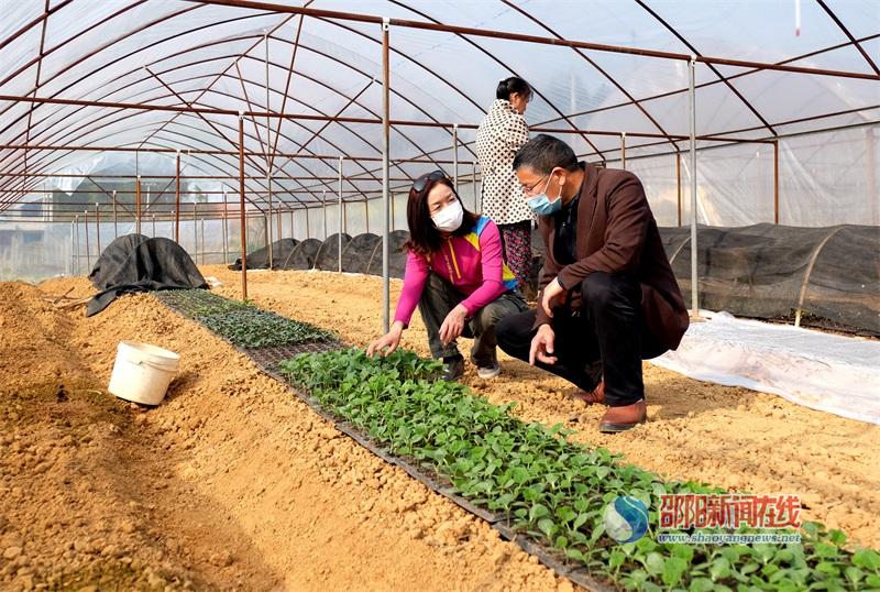邵阳市农科院助力企业打造科普园和瓜观光走廊