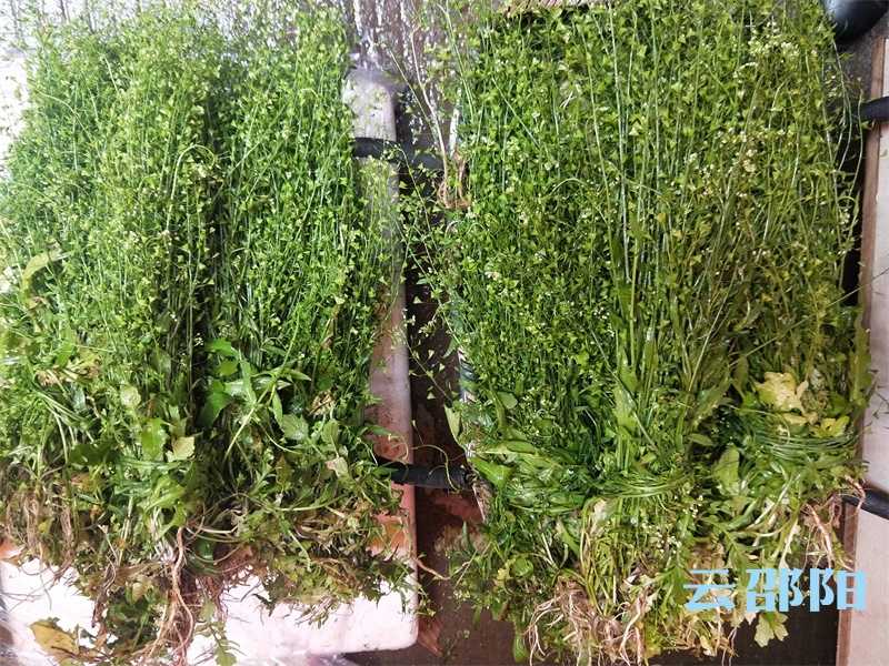 三月三，你吃地菜煮鸡蛋了吗