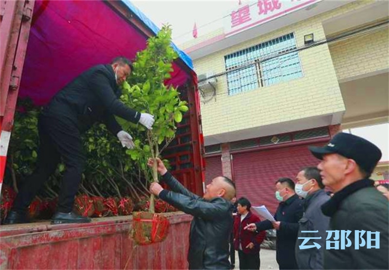 邵阳送180万株苗木下乡  助力国家森林城市创建