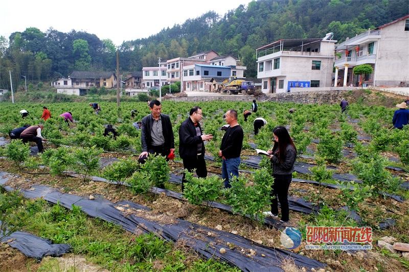 邵阳市果树专家到新邵指导水果产业发展