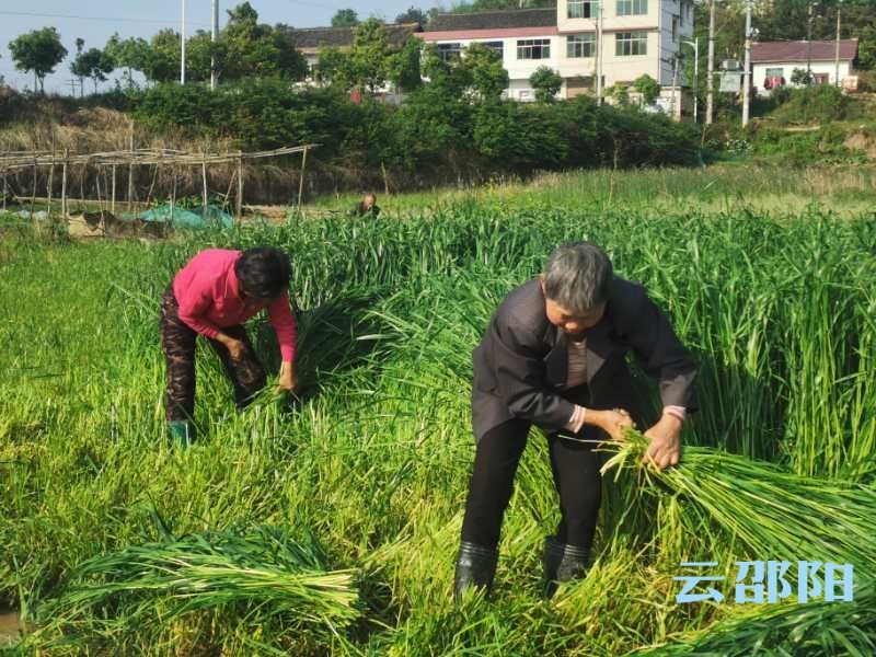 双清区：“智多星”传递脱贫攻坚“接力棒”