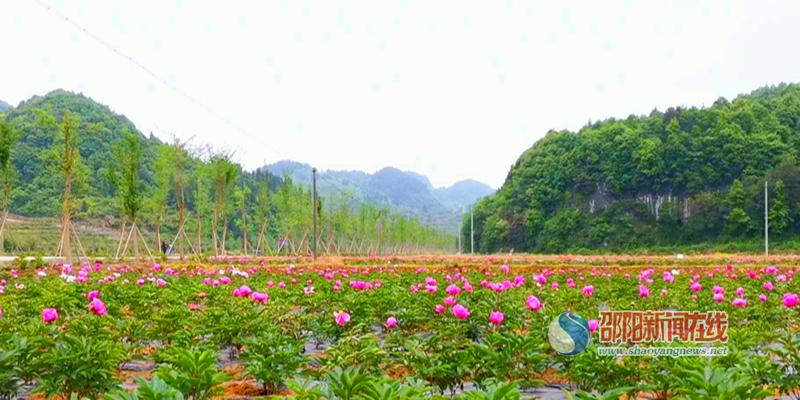 新宁县长铺村：芍药花开迎客来