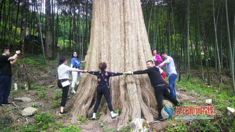 城步苗乡七孔珍珠峡谷发现一棵千年紫树王