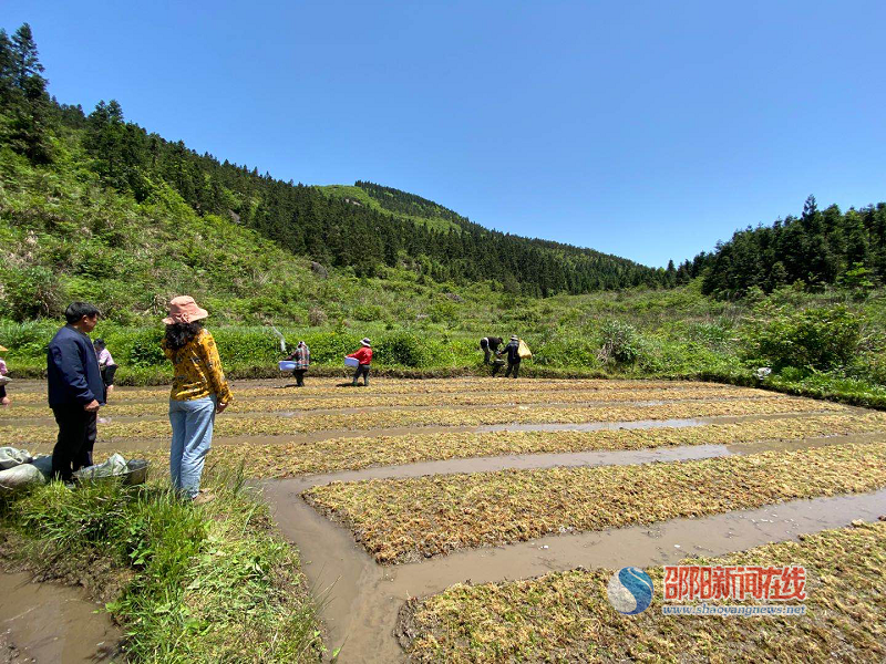 隆回崇木凼村：撒下水苔小苗子，打造致富新路子