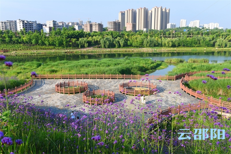 邵阳市区这里有一片免费花海，快去打卡！