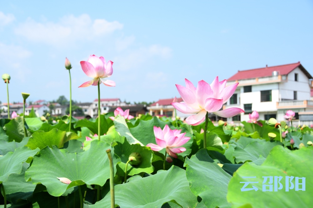 新邵朗概山：花果飘香产业旺 村民致富奔小康