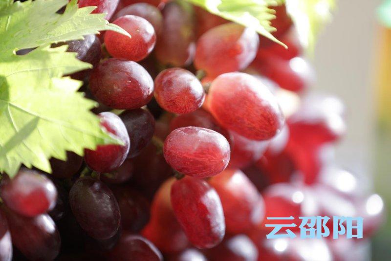 绥宁县东山侗族乡：红提香溢侗寨 产业带富农家