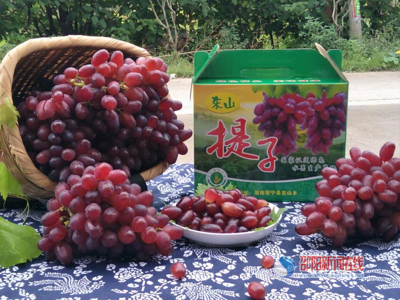 绥宁县东山乡：红提香溢侗寨 产业带富农家