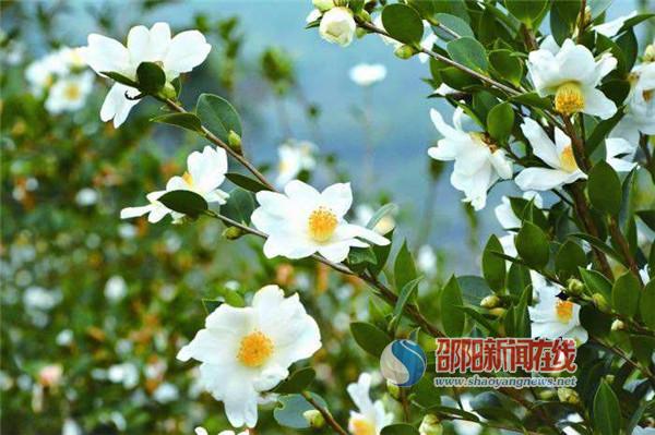 邵阳县六十万亩油茶花等你来观赏