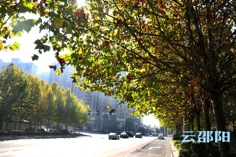 邵阳拍客 | 城中有风景 霜叶似花开