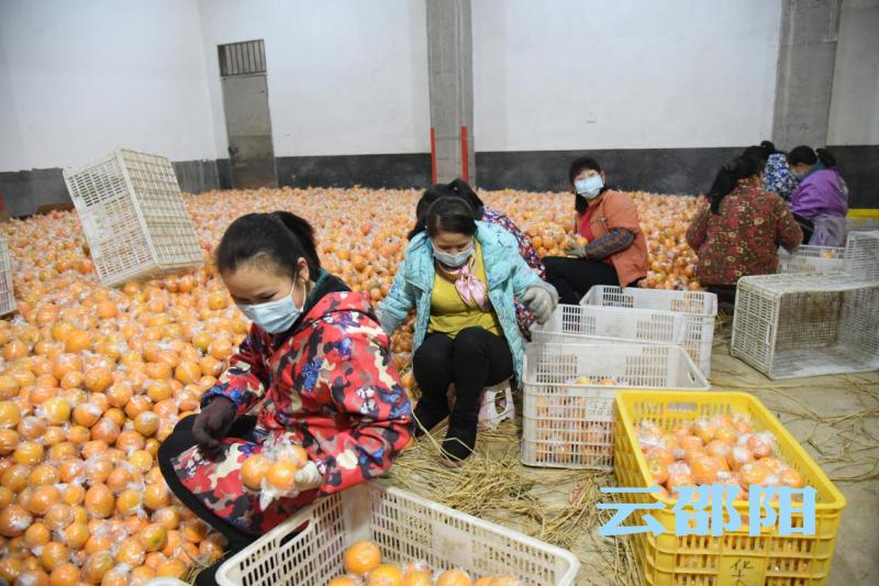 网信部门积极履职助农增收 线上线下拓宽新宁脐橙销路