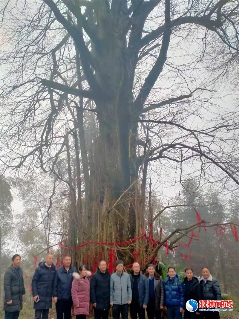 省市县三级考察团赴新宁县回龙寺镇杨桥村考察古树