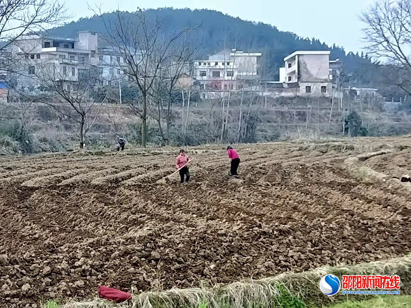 新宁县回龙寺镇：烟叶生产抓农时 起垄挖穴田间忙