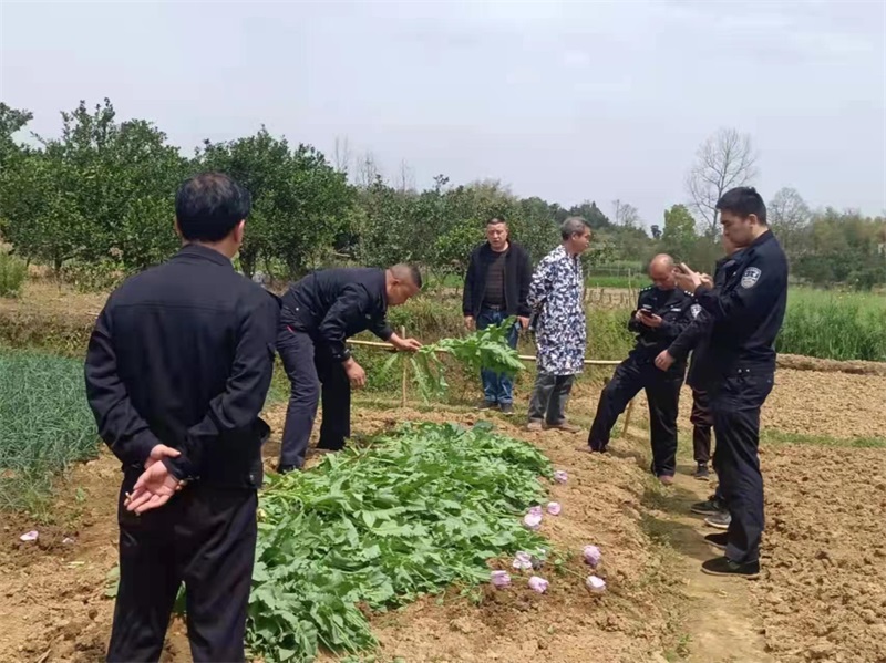洞口县水东镇开展“禁种铲毒”踏查排查行动