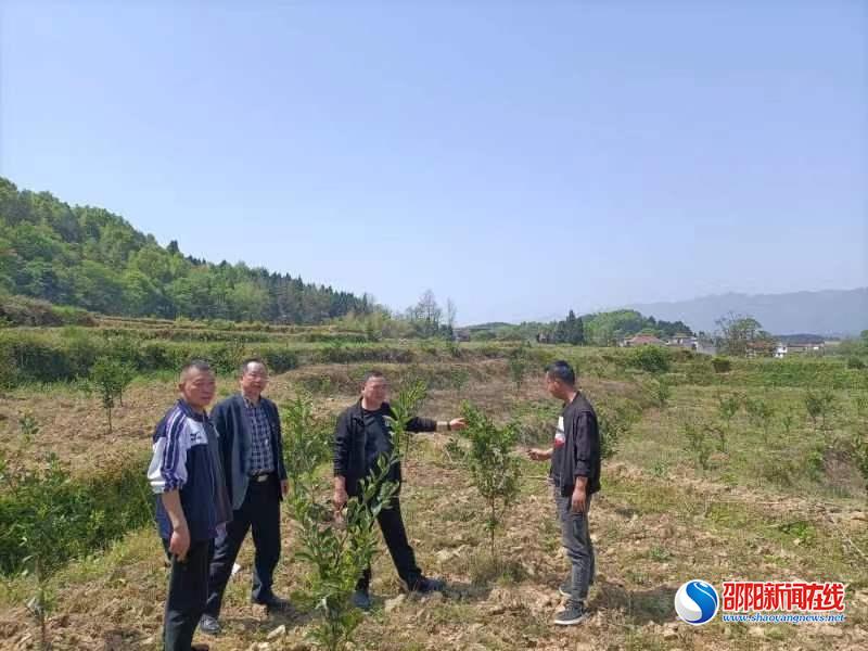 洞口县山门镇：打造特色产业 助力乡村振兴