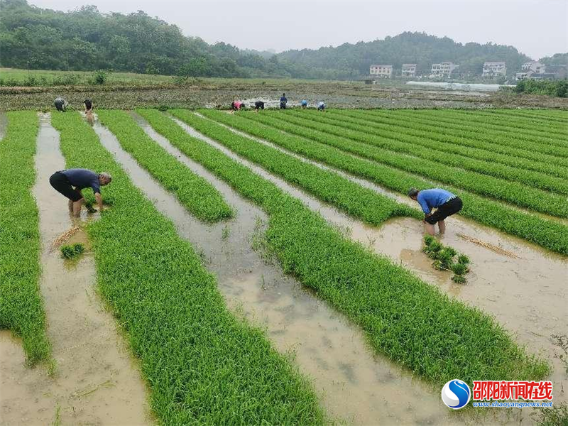 新邵县雀塘镇：防疫不松懈 春耕不误事