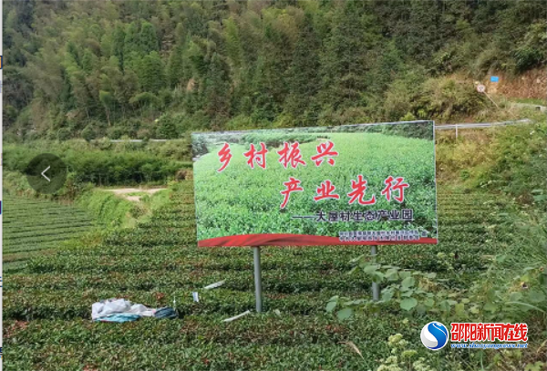 洞口县大屋瑶族乡：农民采茶忙 产业振兴旺