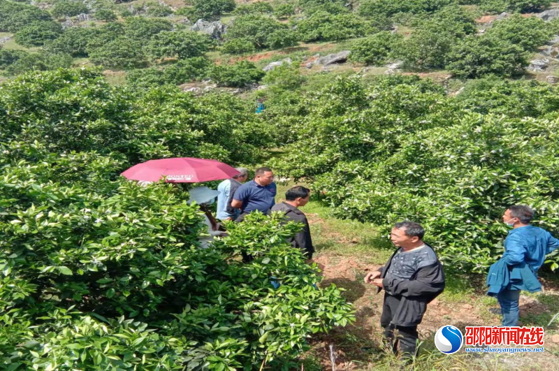 新宁县月汉村：产业开发吸引300多农民工归乡