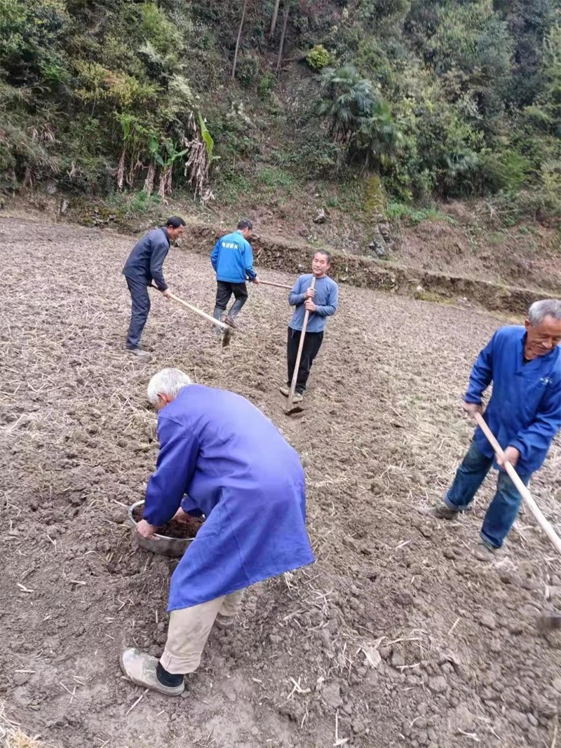 洞口县月溪镇：坚决打赢耕地抛荒治理硬仗