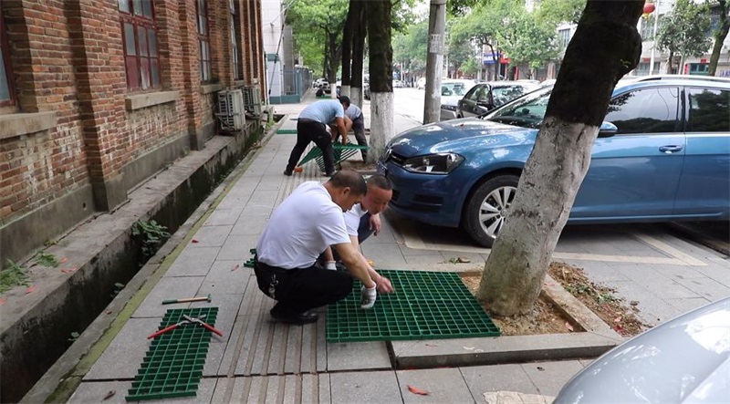 洞口县城市管理和综合执法局为行道树安装网格树围