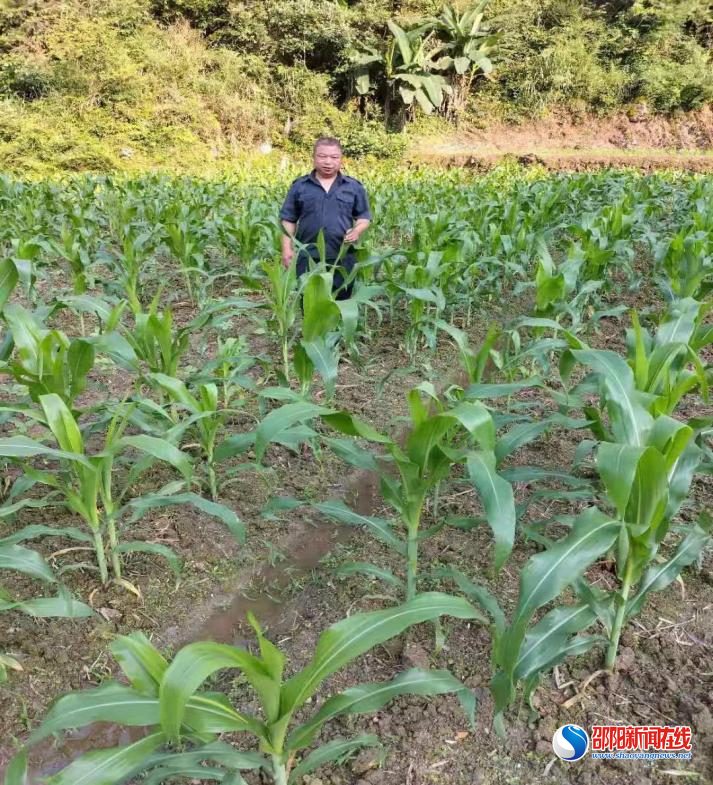 洞口县月溪镇：千亩荒田换“绿装” 抛荒整治显成效