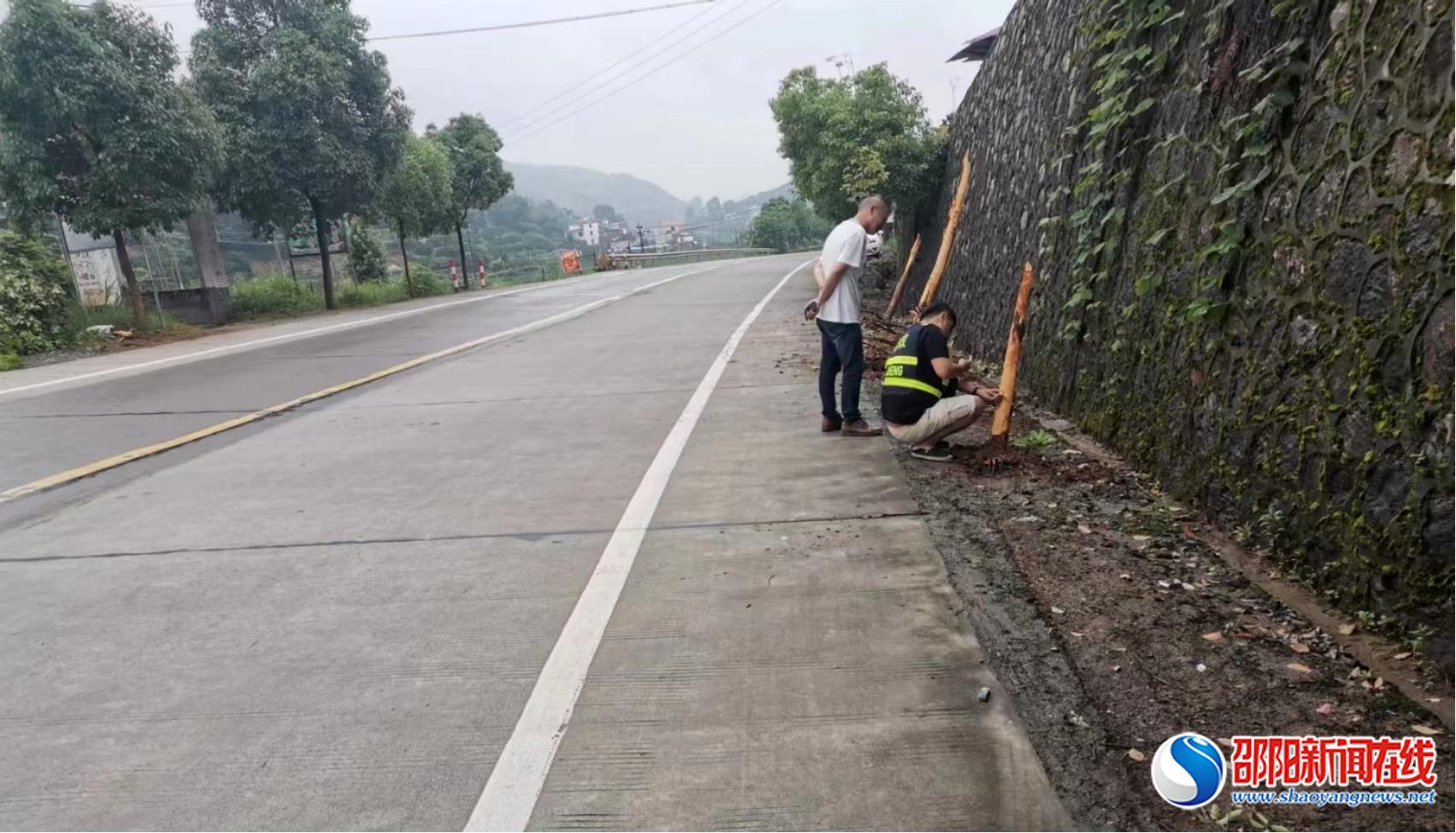 新宁县公路建设养护中心处理一起公路行道树损坏案