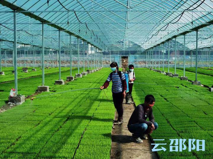 全家齐上阵 种粮奔小康 | 武冈种粮大户的耕耘之路