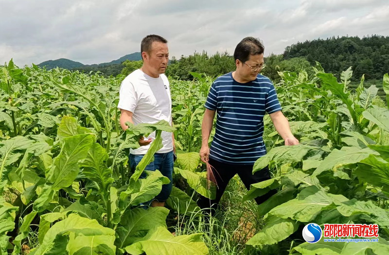 新宁县民政局深入乡村振兴联系村调研乡村振兴工作