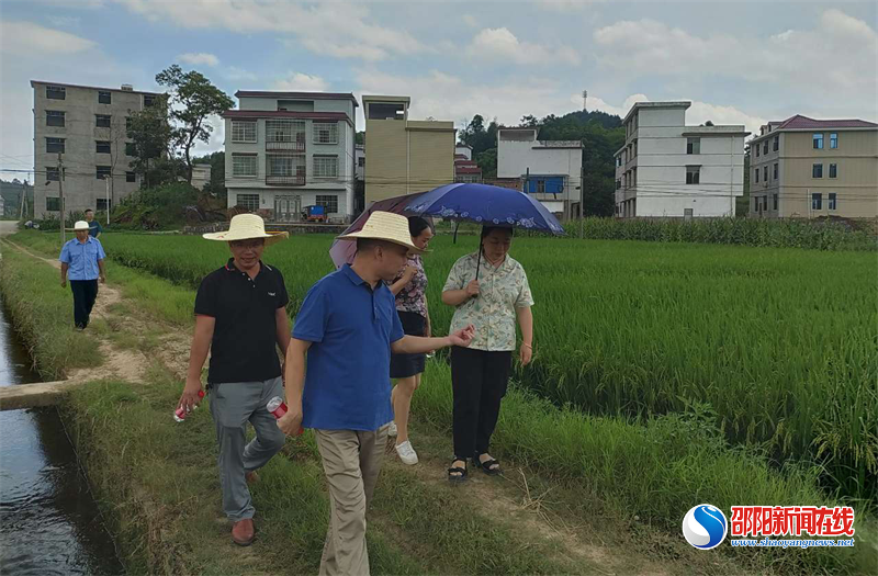 隆回县三阁司镇联合县农业农村局组织开展双季稻验收
