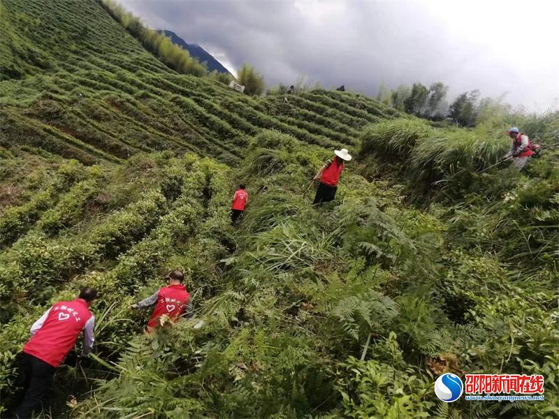 新宁县黄金瑶族乡二联村开展茶园除草志愿服务为集体经济增色