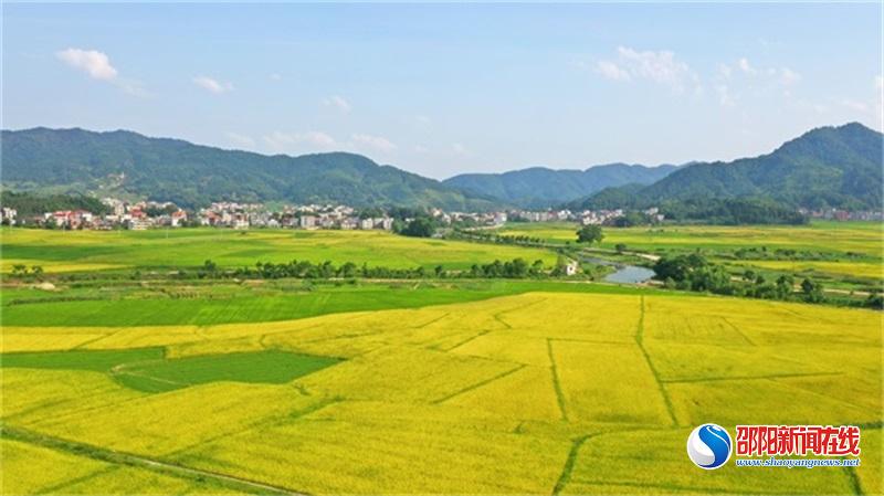 隆回县高平镇早稻开镰收割忙