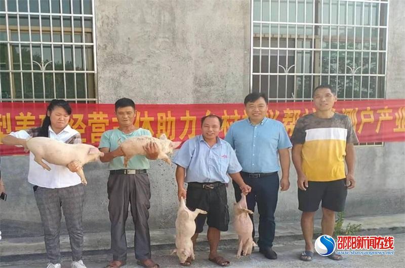 隆回县三阁司镇：产业帮扶送猪苗 乡村振兴暖人心