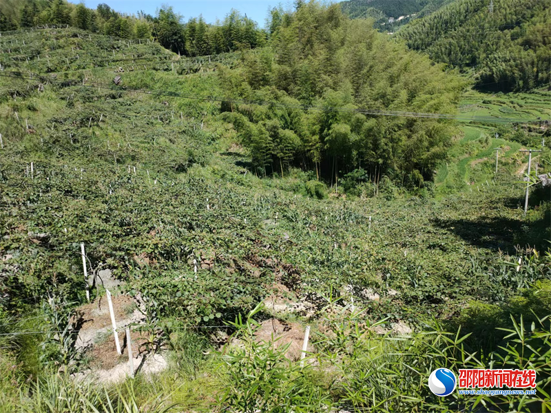 新宁县黄金瑶族乡： 发展壮大特色产业 浇灌“民族团结进步花”