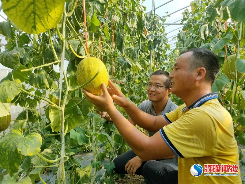 市农科院：潜心科研培育“好瓜” 乡村振兴“甜蜜”先行