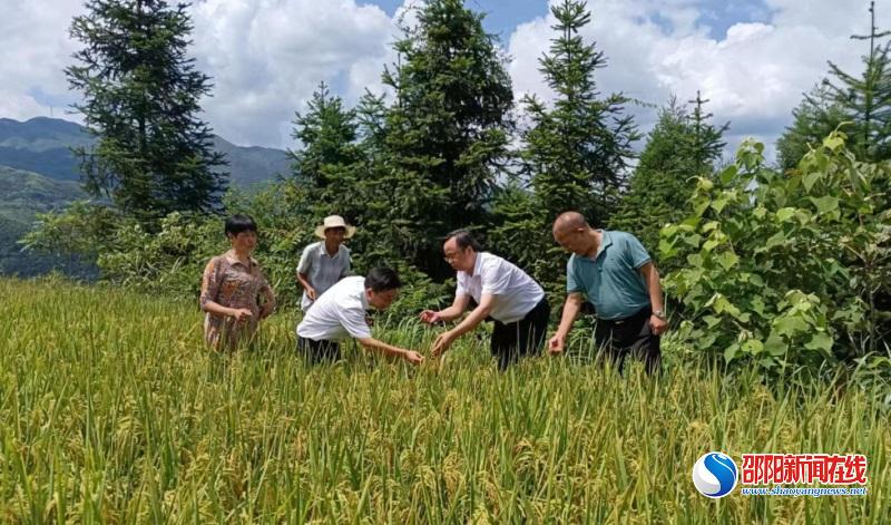 洞口县江口镇：田间抗旱行动进行时