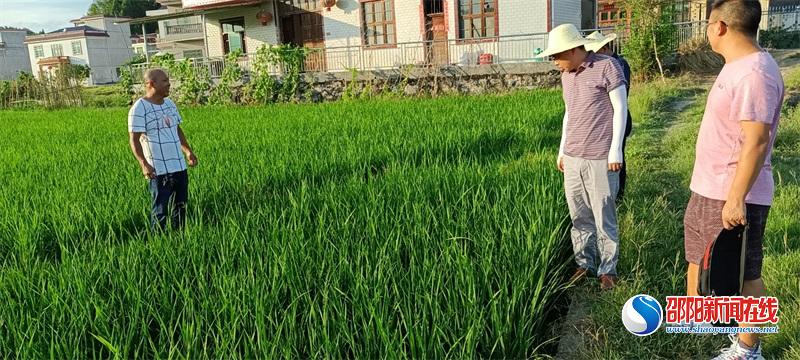 洞口县水东镇：克服“烤”验，农技服务解民忧暖民心保丰收