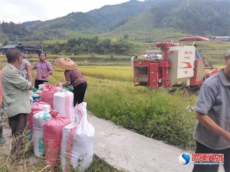 洞口县月溪镇黑岩村：“黑米”特色产业助推乡村振兴