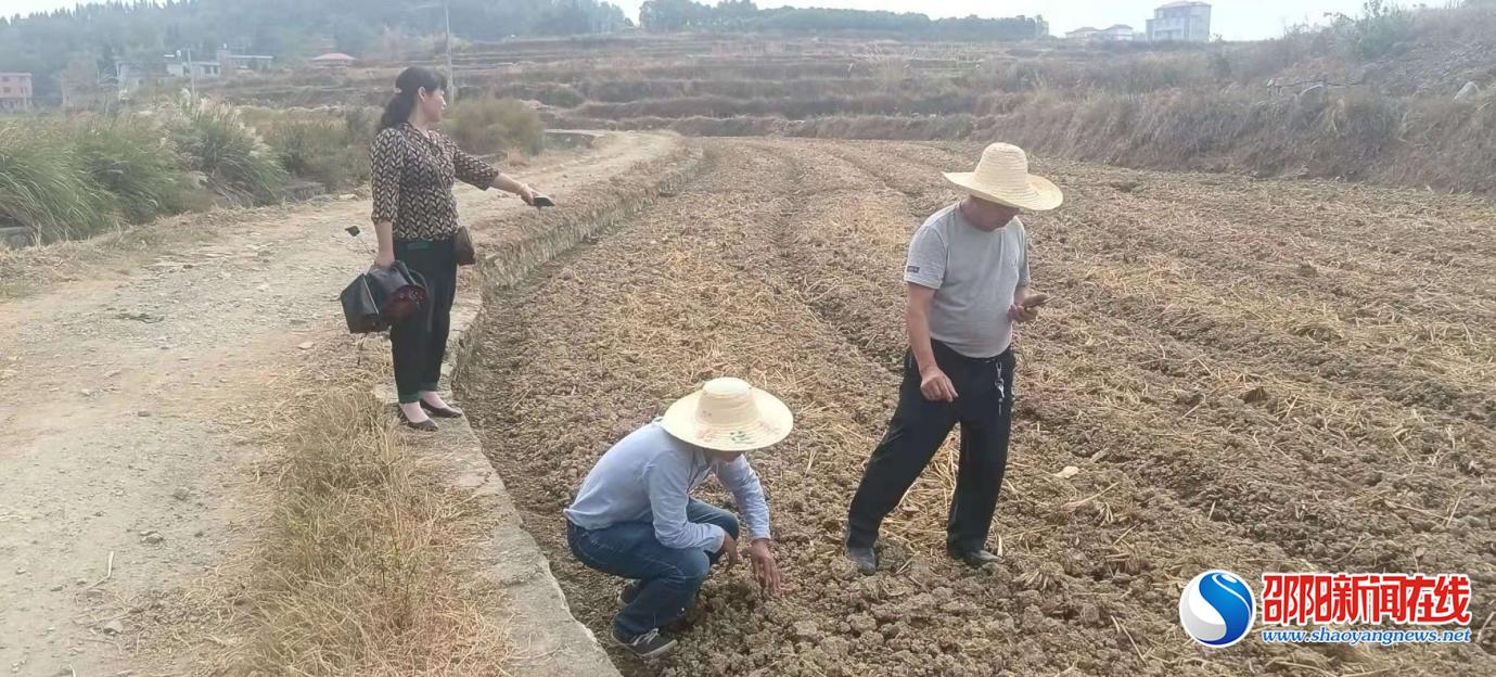 隆回县三阁司镇桥庄村深入田间地头查看农田旱情