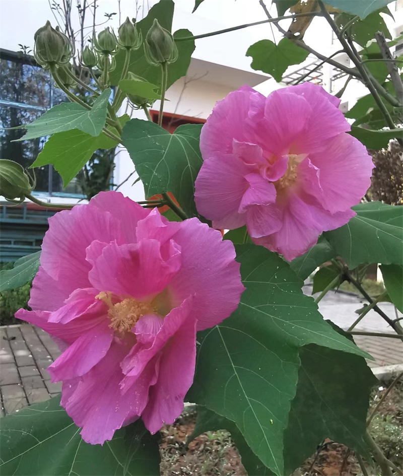芙蓉秋色 