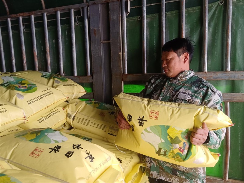 绥宁县：治理抛荒获丰收 稻禾大米加工忙
