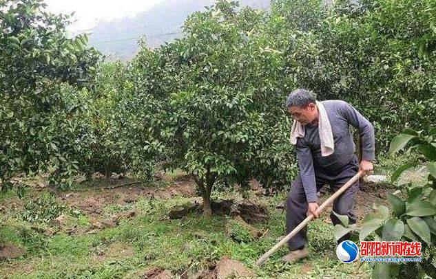 新宁县月汉脐橙合作社注重脐橙生产全程标准化