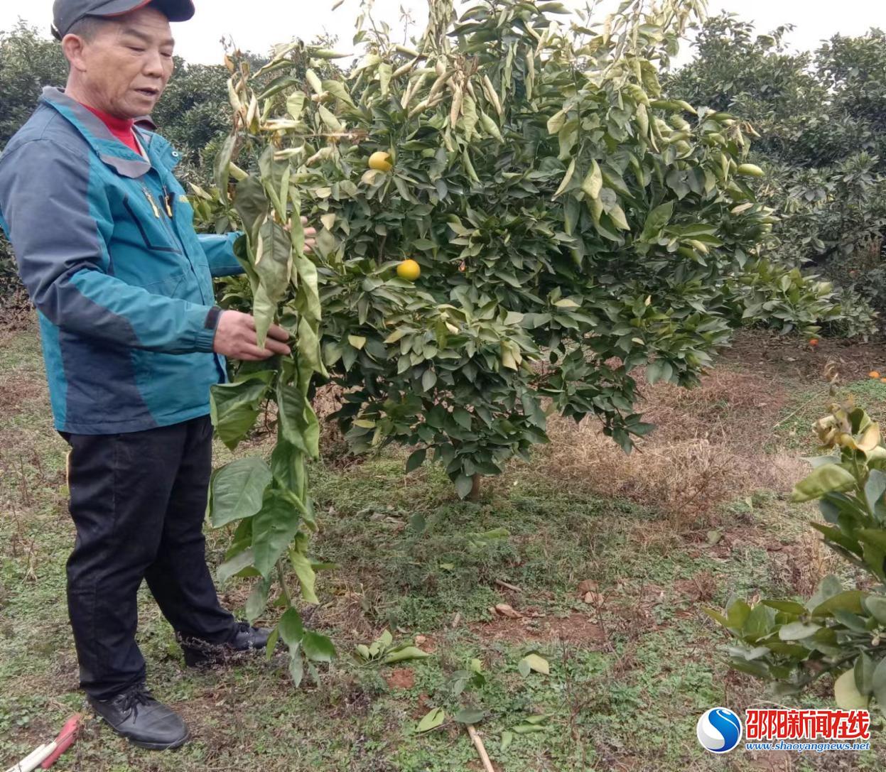 新宁县月汉脐橙专业合作社：多措并举激发果农的产业自信