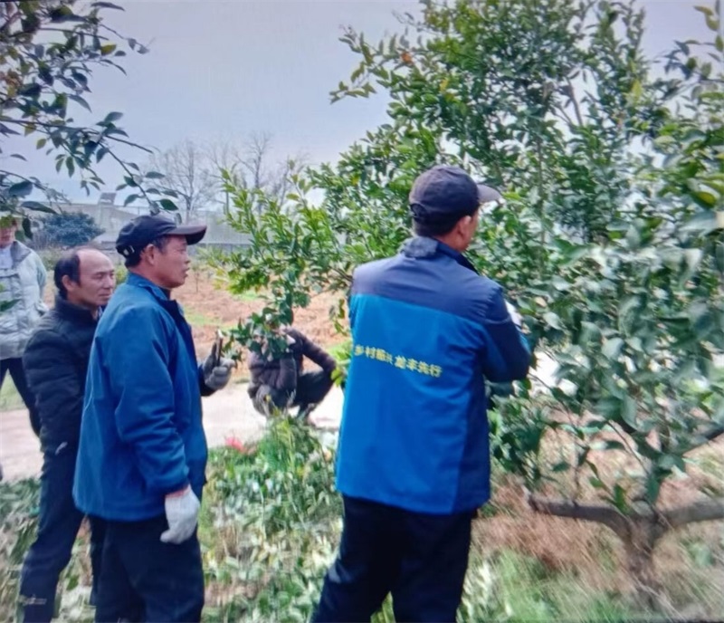 新宁县月汉脐橙种植合作社：发展多层次多类型专业化服务