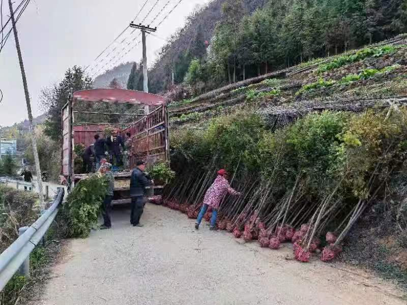新宁县靖位乡: 发展苗木产业 助力乡村振兴