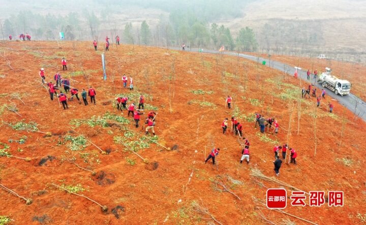 严华等市领导参加义务植树活动