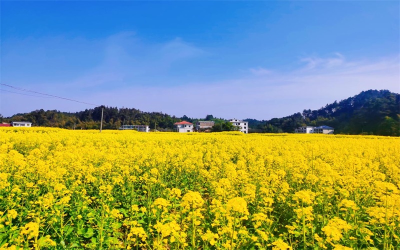 洞口县花园镇：走绿色可持续发展农业之路