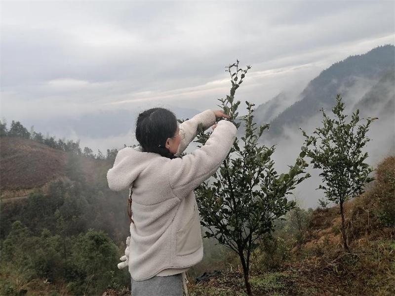 洞口县长塘瑶族乡开展“三八”国际妇女节油茶剪枝活动