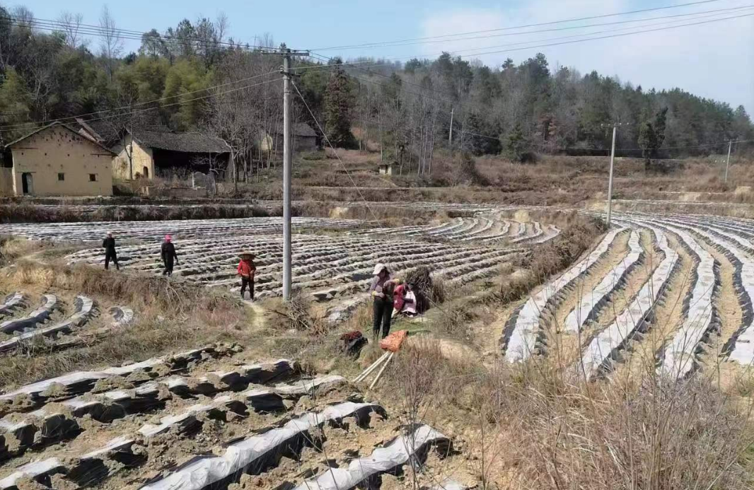 新宁县丰田乡纪委：狠抓烤烟生产助推乡村振兴