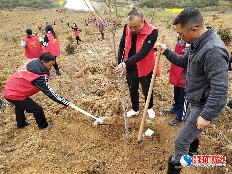 邵阳县文旅广体局：开展义务植树活动 画好民族团结同心圆